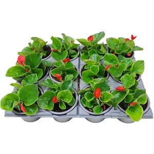 Afbeelding van Begonia P9 Grbl Rood